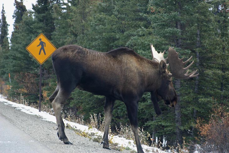 moose.jpg